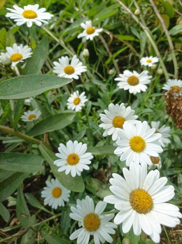 Producto - Leucanthemum maximum ( Margarita)