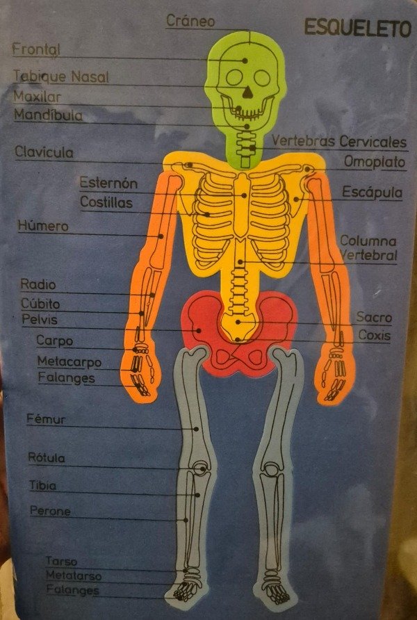 Producto - Esqueleto