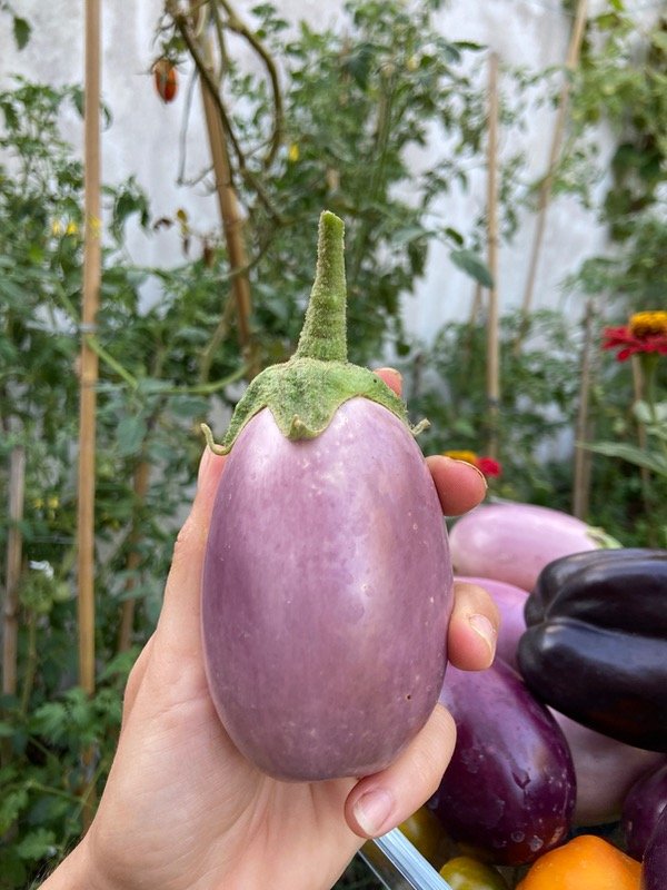 Producto - Semillas Agroecologicas de berenjena esfumada