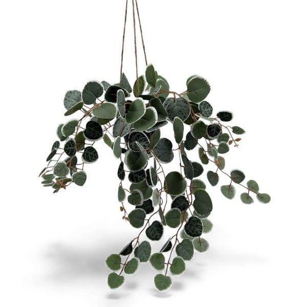 Producto - MACETITA SUCULENTA MAD 17X7 CM EA410104