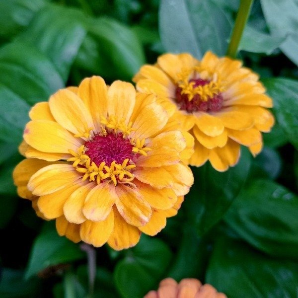 Producto - Zinnias mix - 3