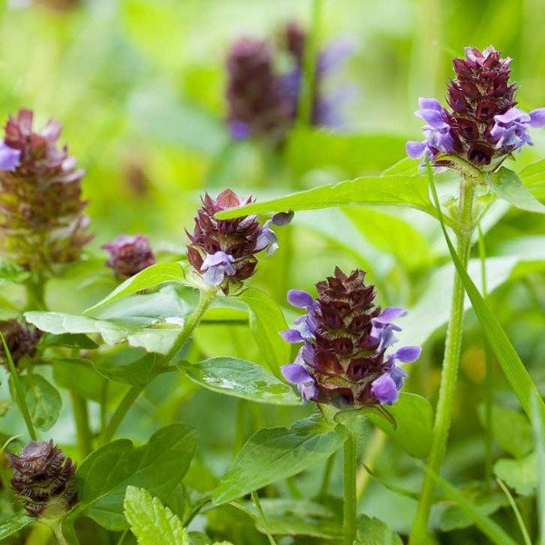 Producto - 30 Semillas Prunella vulgaris