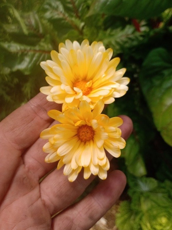 Producto - Plantines de caléndula ámbar