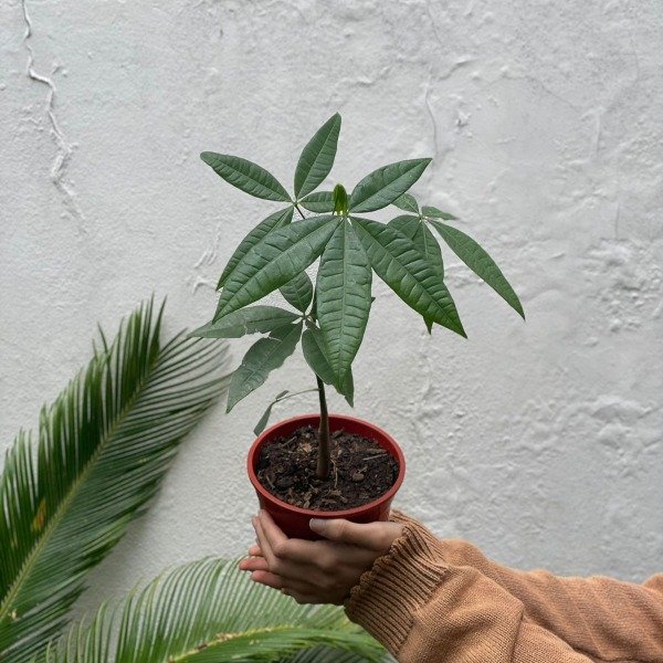 Producto - Pachira m13