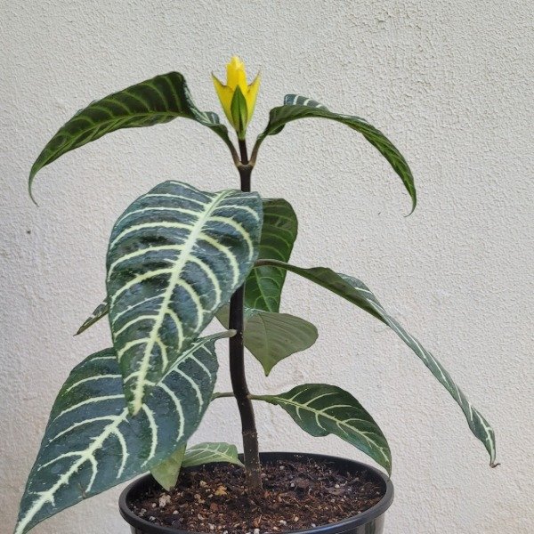 Producto - Aphelandra Squarrosa