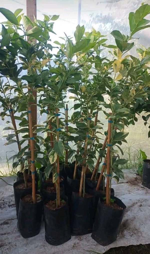 Producto - Limonero Variegado - 3