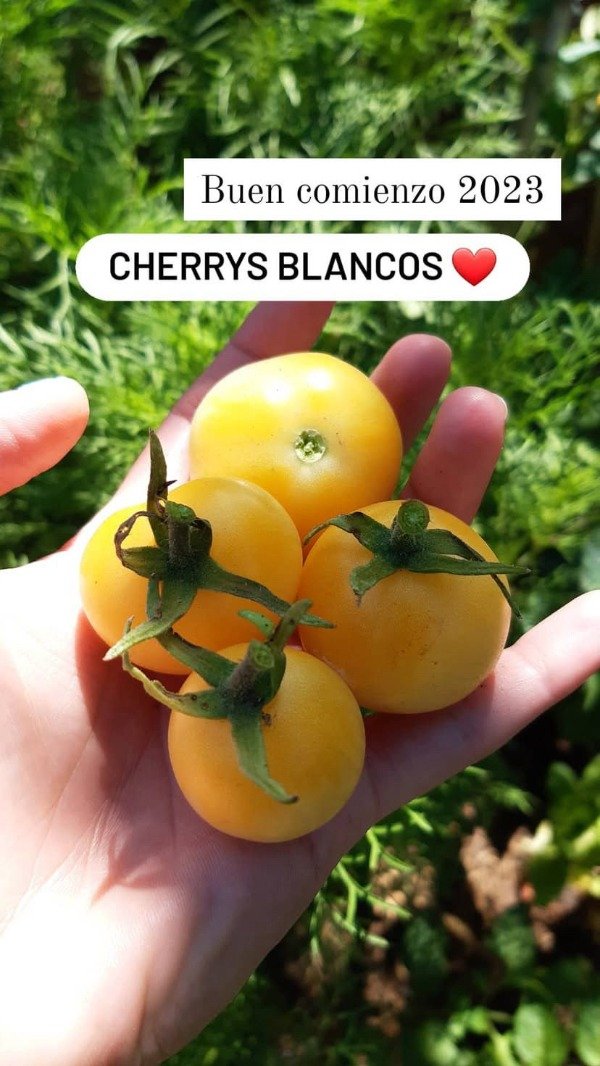 Producto - Plantines Agroecologicos de cherry blanco