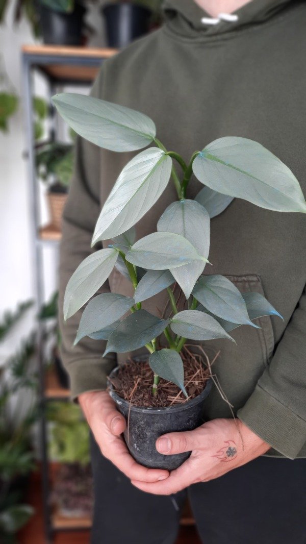 Producto - Philodendron Hastatum