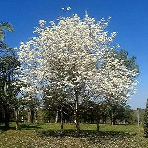 Producto - Handroanthus roseo-albus (Lapacho blanco)