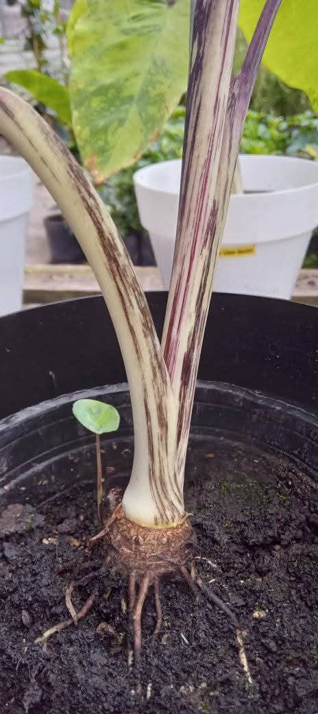 Producto - Colocasia Lemon Lime Gecko - 2