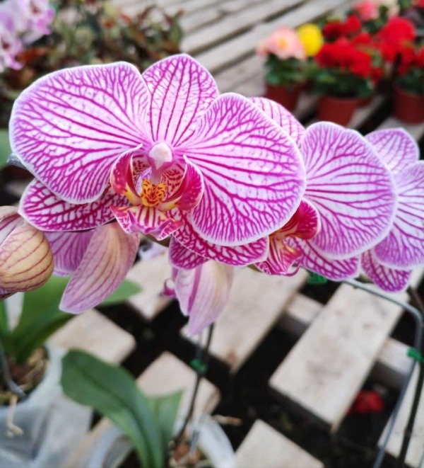Producto - Phalaenopsis Orquídea - 2
