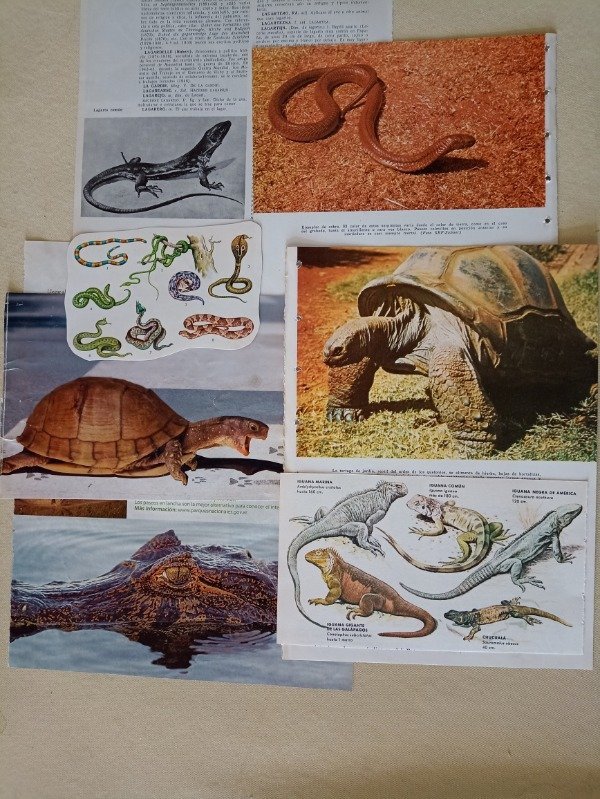 Producto - Imágenes animales reptiles - 30 unidades