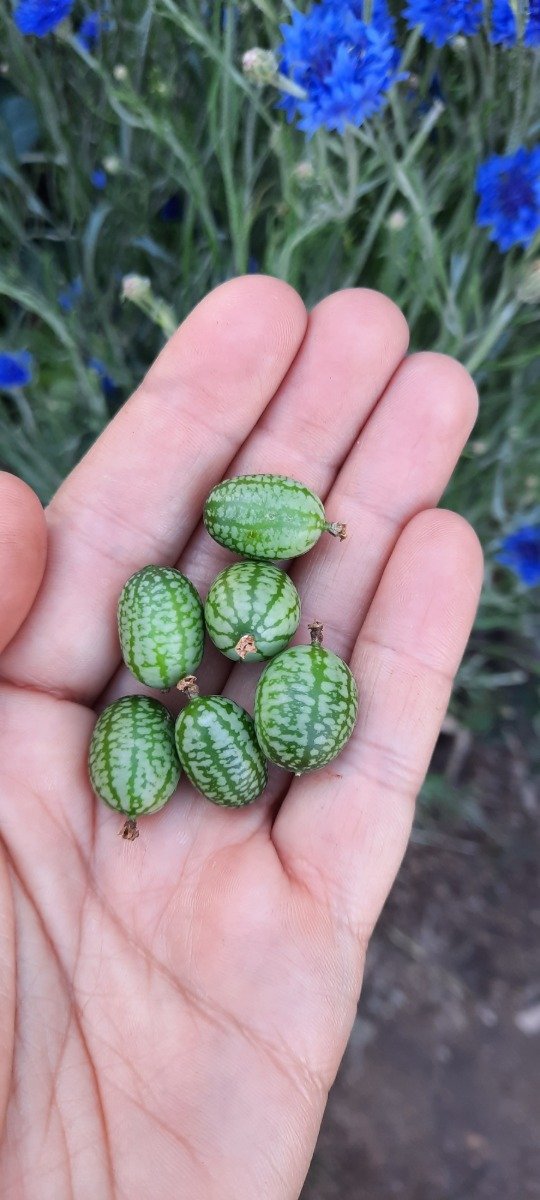Producto - Cucamelons