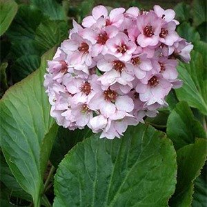 Producto - Bergenia (Hortensia de invierno)