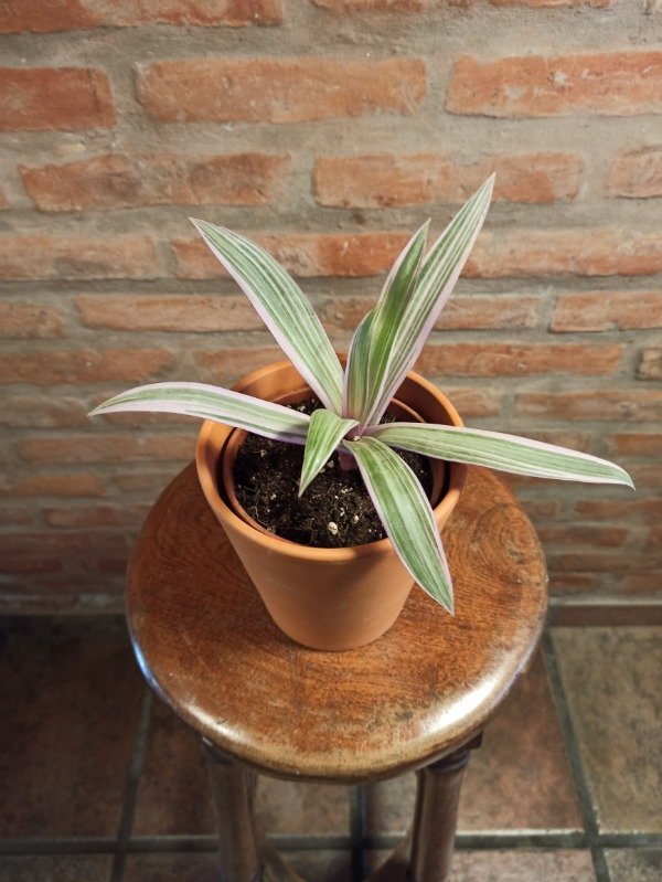 Producto - TRADESCANTIA SPATHACEA