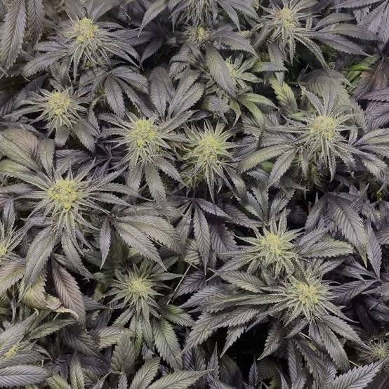 Producto - Purple Karma BSOD74 Billy Seeds x3 - 2