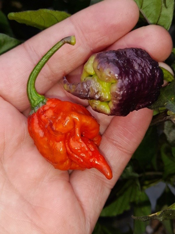 Producto - 10 Semillas de Ají Carolina Reaper Purple - 2