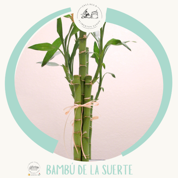 Producto - Bambú de la suerte recto o rulo de Madre Tierra