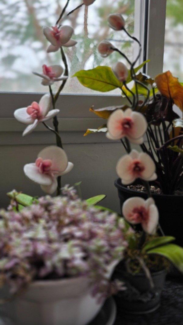 Producto - MASTER ORQUIDEAS ONLINE - 5