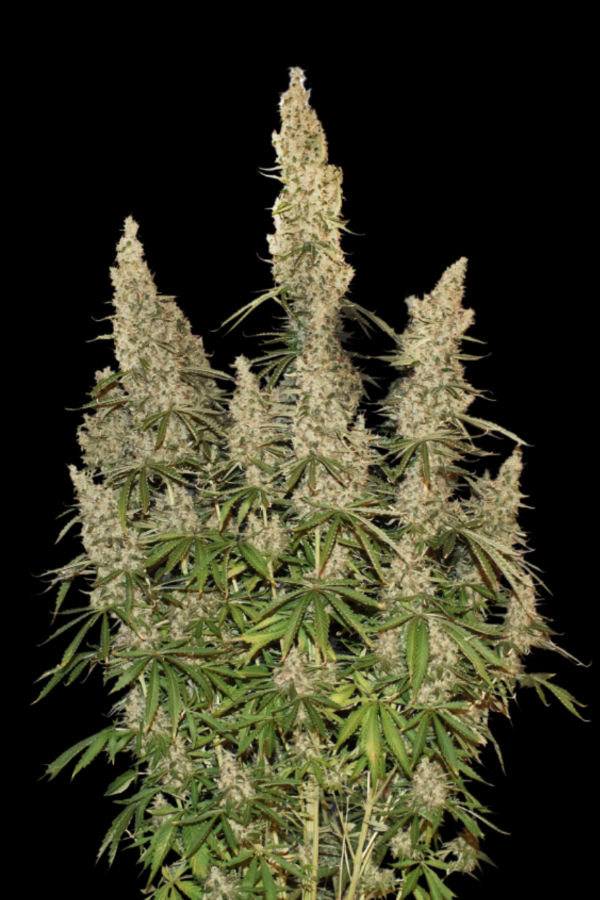 Producto - SUPERLEMON MAC - SWEED LAB. Pack 4 semillas