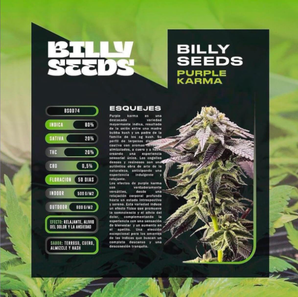 Producto - Billy Seeds BSOD74 Fotoperiódica x3