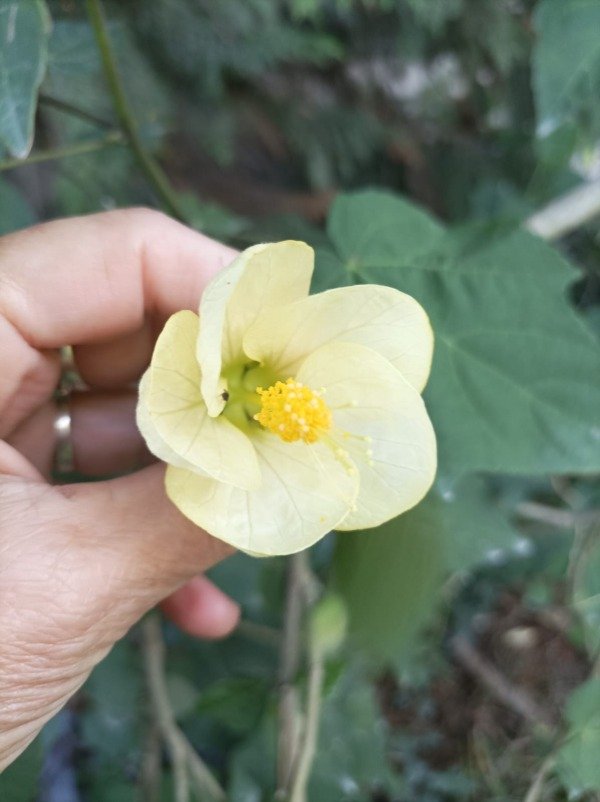 Producto - Abutilón flor amarilla