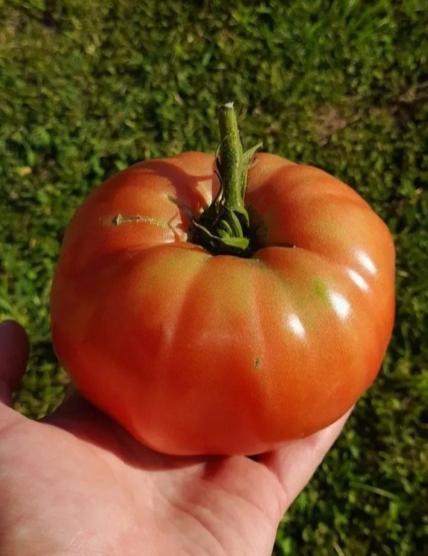 Producto - 15 Semillas de Tomate Antiguo de Guadalajara