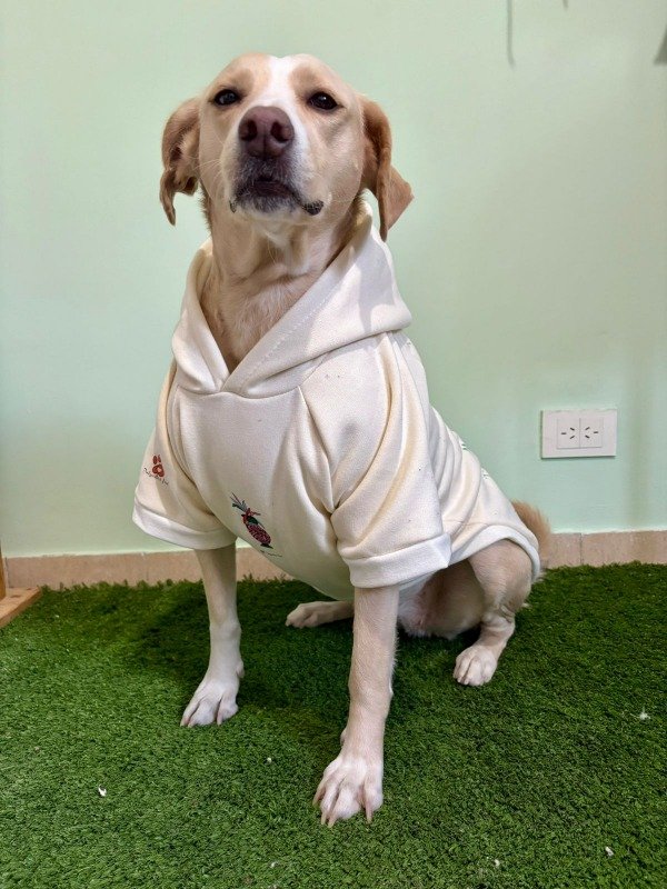 Producto - Buzo Energía para Perros Medianos