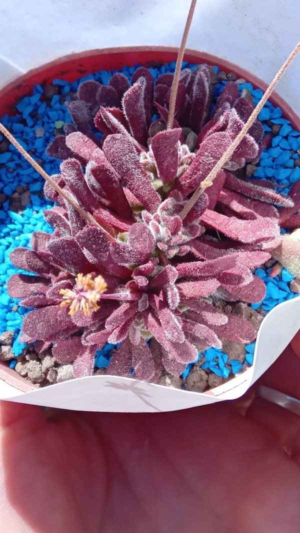 Producto - Crassula pubescens
