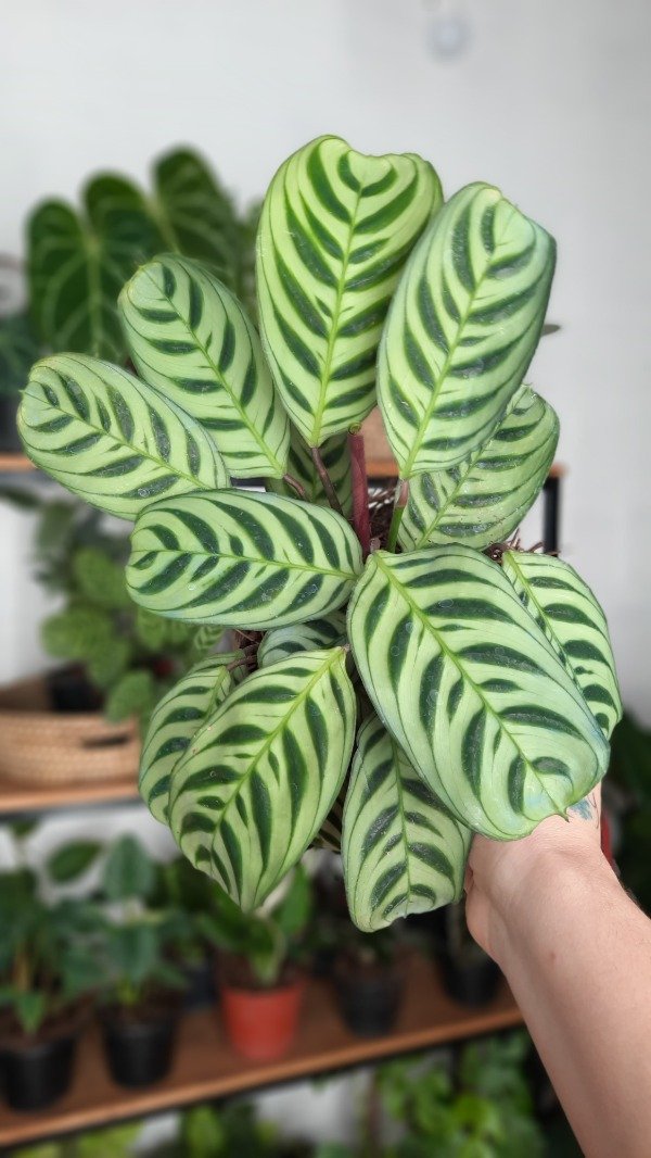 Producto - Ctenanthe Burle Marxii