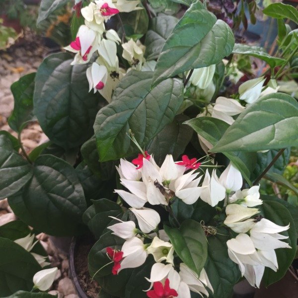 Producto - Clerodendrum - 5
