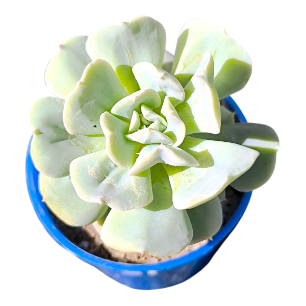 Producto - Echeveria runyonii topsy turvy
