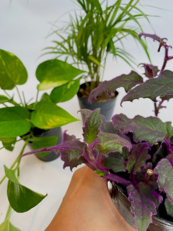 Miniatura de producto - 2