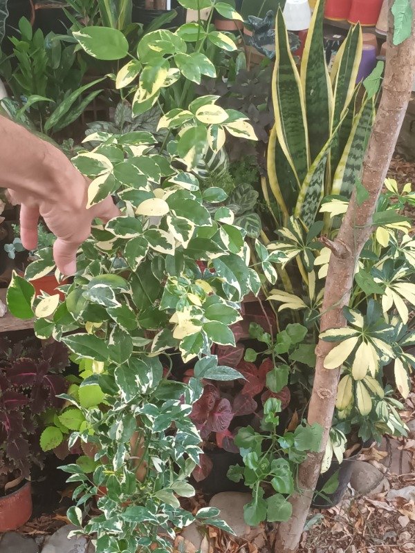 Producto - Bignonia Variegada - 0