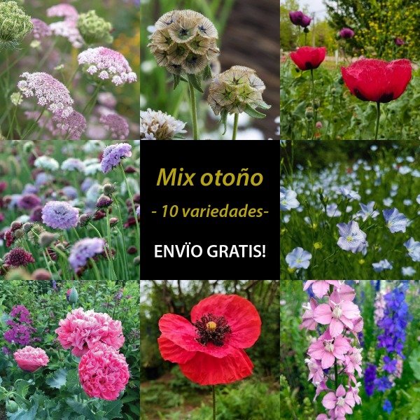 Producto - Mix siembra OTOÑO - 10 variedades - ENVIO GRATIS!