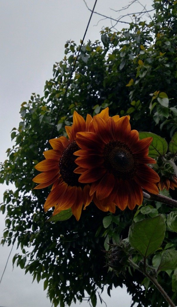 Producto - Semillas de girasol bicolor rojo