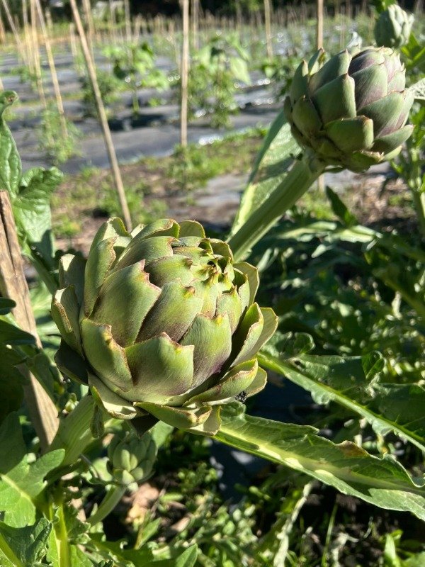 Producto - SEMILLAS DE ALCAUCIL