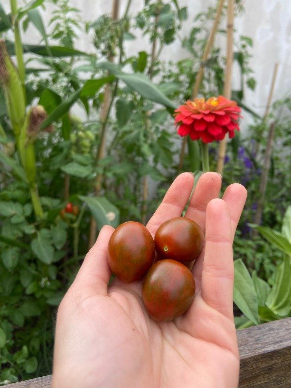 Producto - Semillas agroecologicas de cherry vernisagge