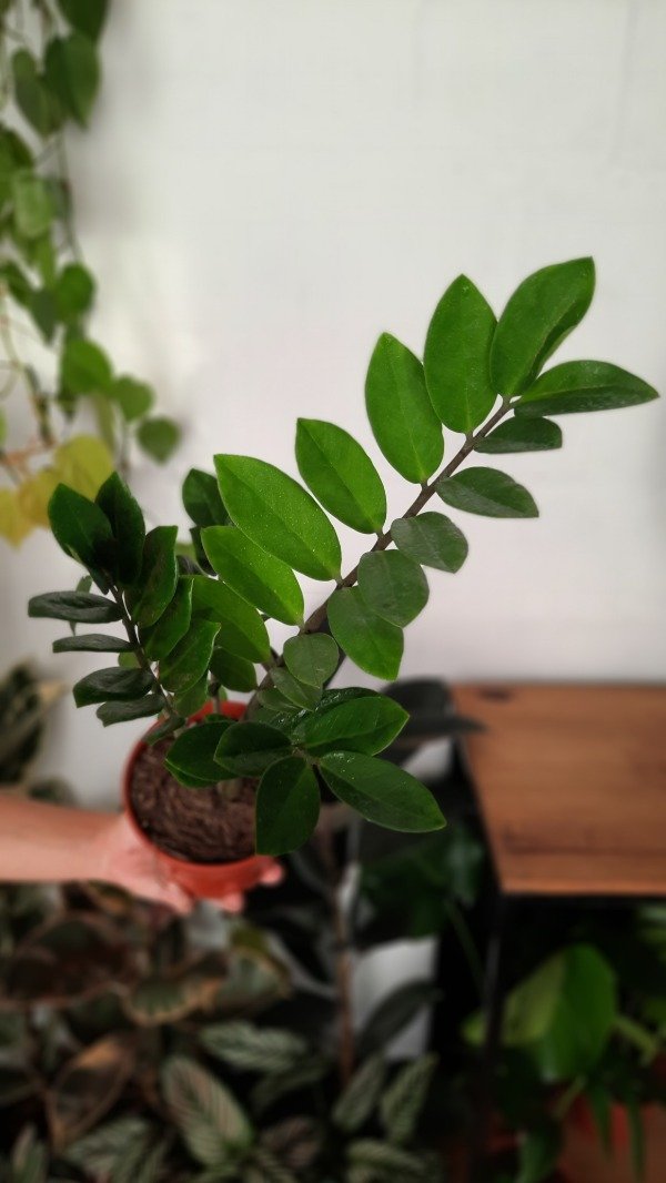 Producto - Zamioculca Zamiifolia