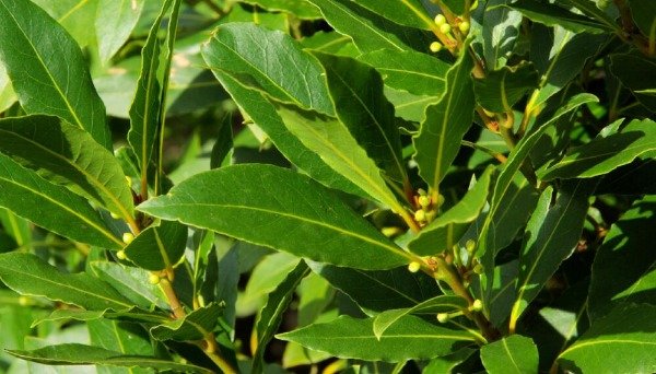 Producto - Planta de Laurel comestible