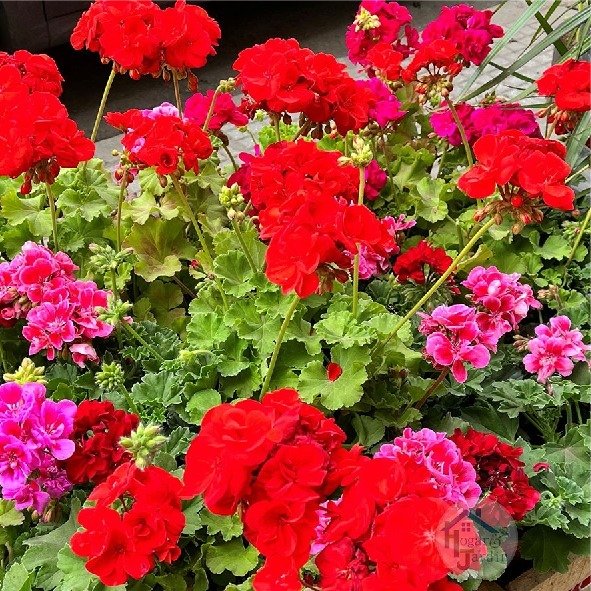 Producto - Malvón doble aleman