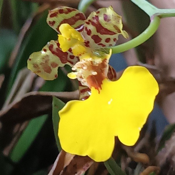 Producto - Oncidium Patito Orquídea - 0
