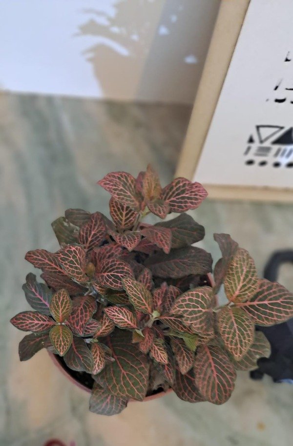 Producto - Fittonia verschaffeltii
