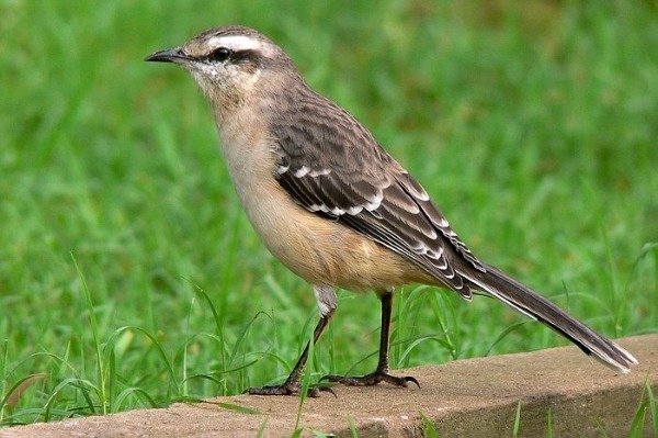 Producto - Llavero de Calandria Grande