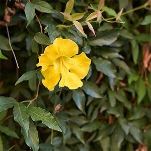 Producto - Dolichandra unguis-cati (Macfadyena)