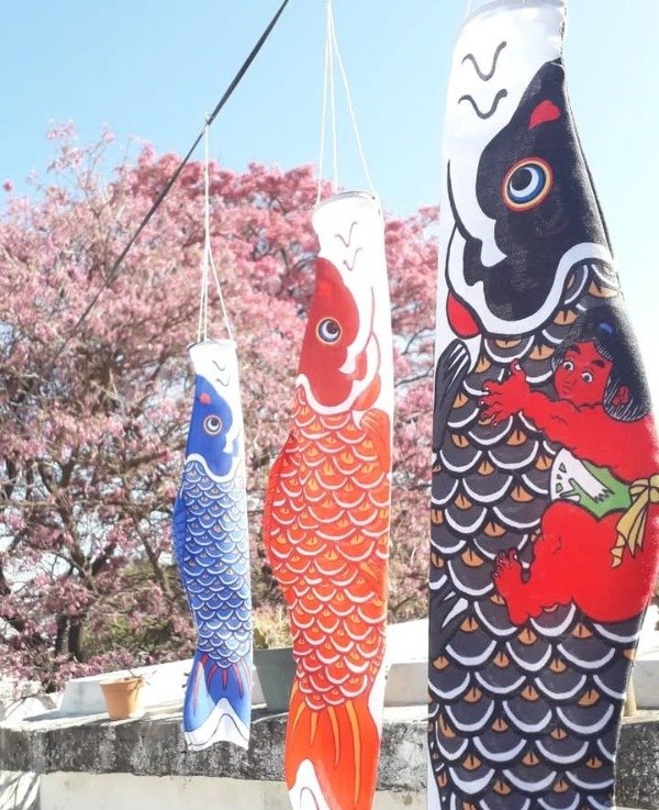 Producto - Koinoboris x 3