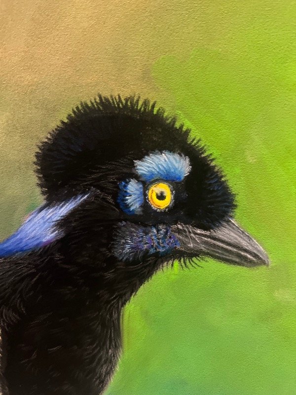 Producto - Dibujo con pastel tiza sobre pastelmat. Urraca criolla - 1