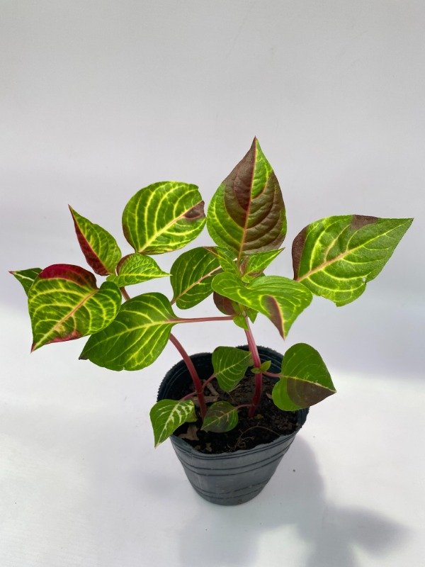 Miniatura de producto - 4