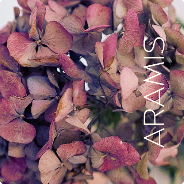 Producto - Hortensias