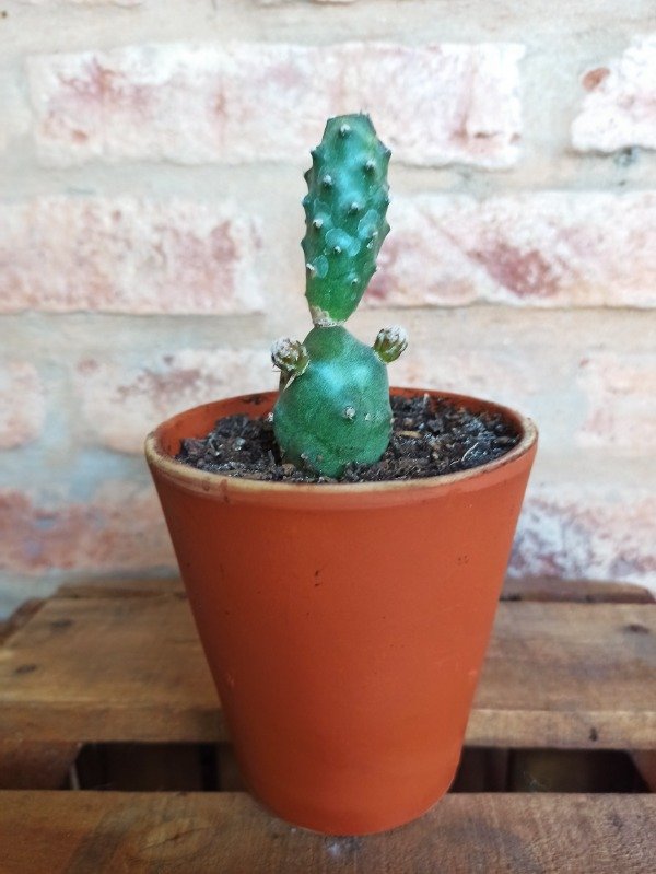 Producto - TEPHROCACTUS